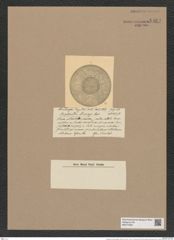 Brightwellia coronata (Bright.) Ralfs (de-Toni-Nr.: Genus 197, Species 4816) Zeichnungen Sammlung Grunow Nr. 8464 (NHMW-BOT-W0377948)